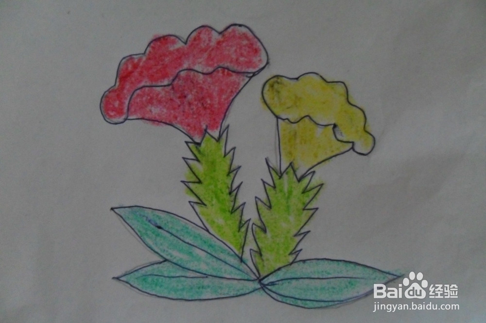 怎么画鸡冠花