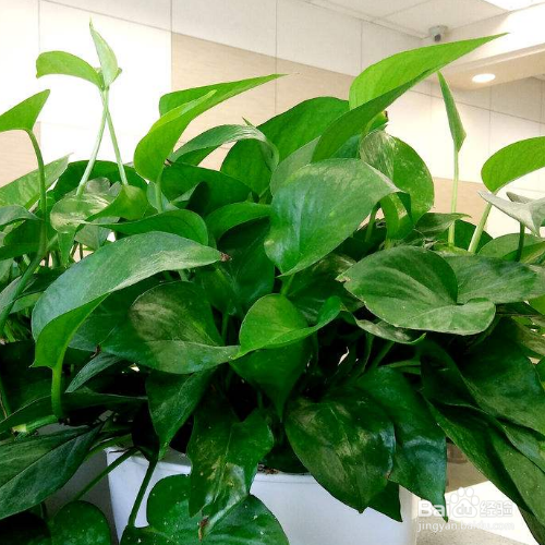 大叶绿萝长的超过了棕柱怎么办