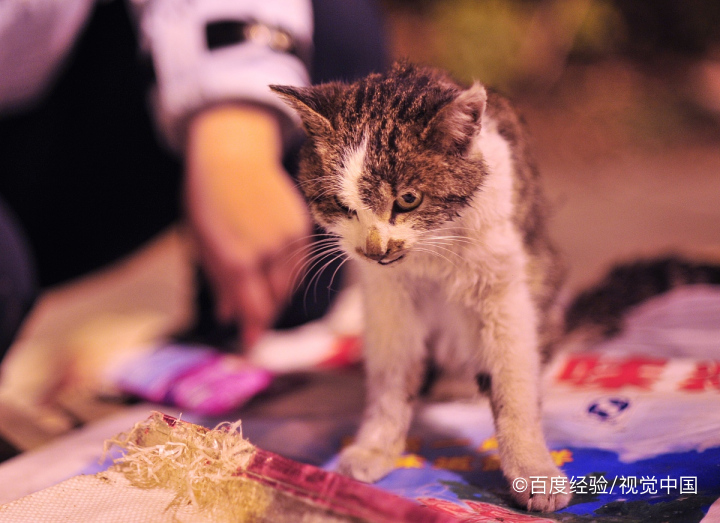 夏天家里热怎么养猫