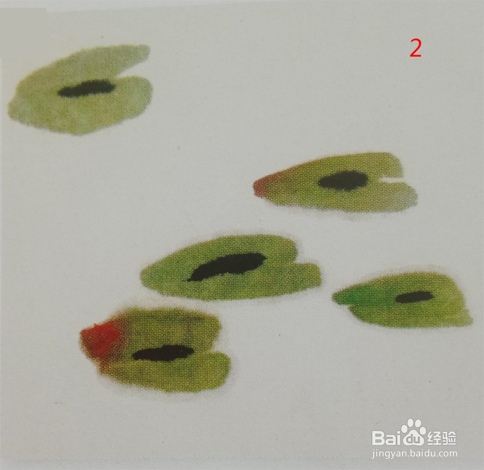 国画:浮萍的画法