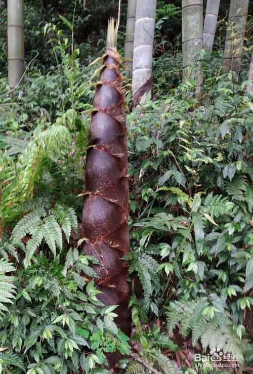 生活中怎么最大程度地利用竹子?