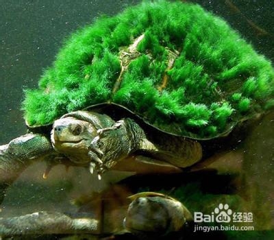 绿毛龟饲养管理注意事项
