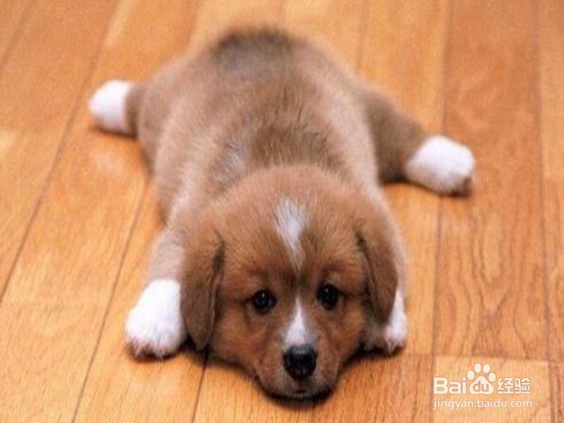 怎样从细微处发现自己的狗狗生病了