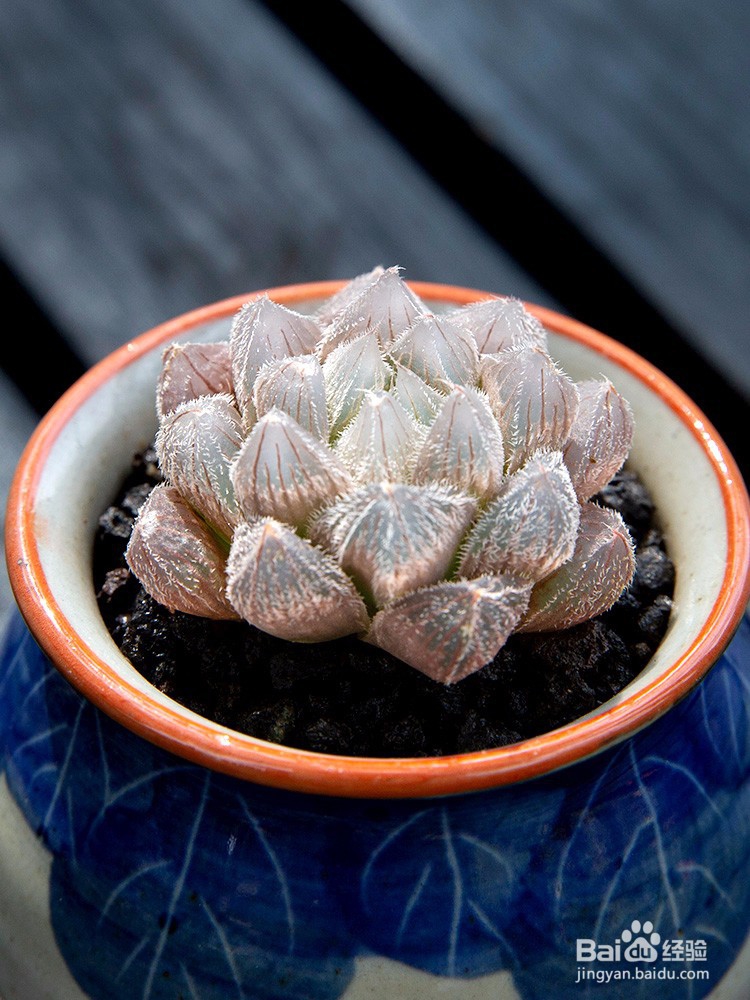 多肉植物冻伤该如何处理,多肉过冬注意事项