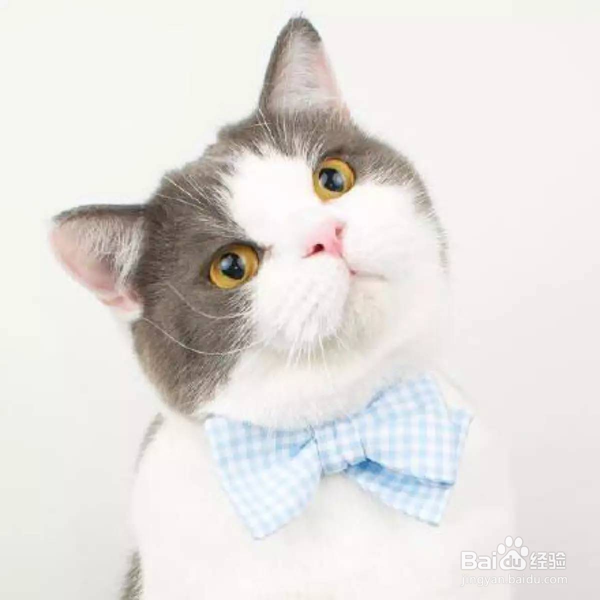 猫粮怎么喂比较好