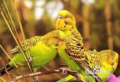 怎么分辨虎皮鹦鹉的性别?