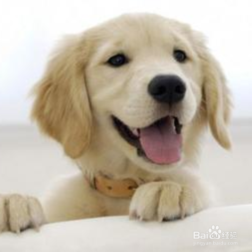 怎么训练狗狗在一个地方上厕所