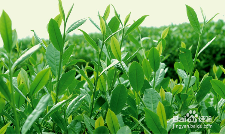 如何选购茶树精油?茶树精油的用法