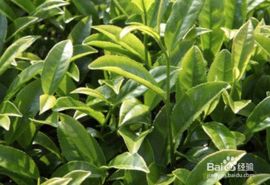 喝茶能喝醉人吗喝茶要有选择多喝新茶浓茶好吗