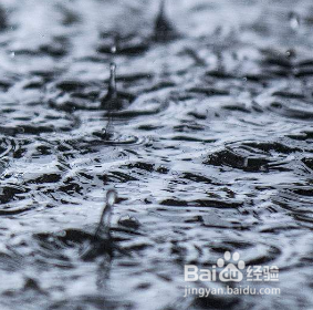 小白兔狸藻怎么养水培