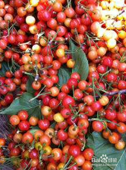 绿颊锥尾鹦鹉怎么训说话