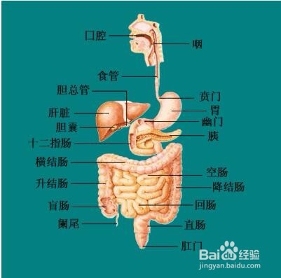 学习人体解剖学专业的技巧