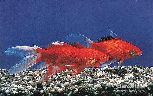 小鱼苗怎么养才不会死