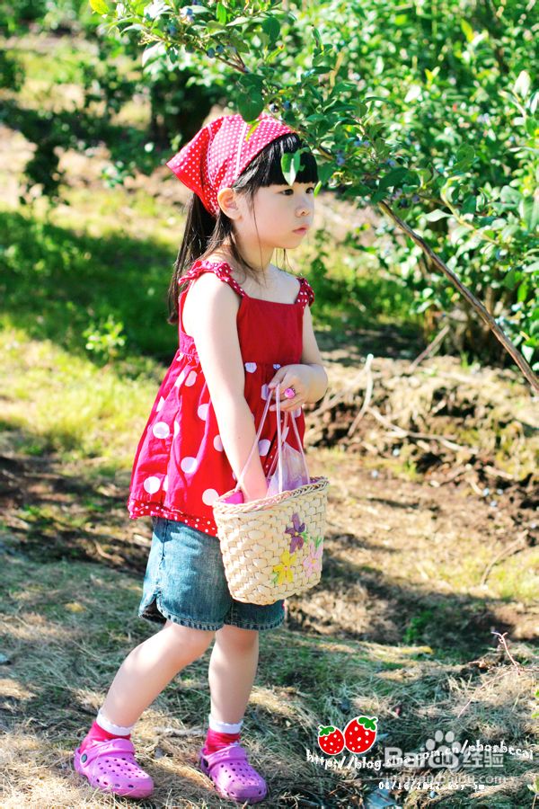 温哥华蓝莓园里的小清新