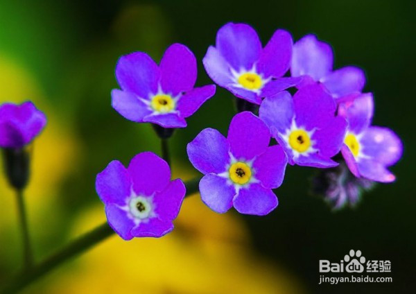 普吉岛旅游婚纱照，结婚花语，细说浪漫