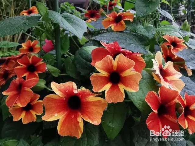 黑眼苏珊长了“黑眼睛”,开花鲜艳迷人