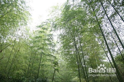 挖冬笋技巧与方法