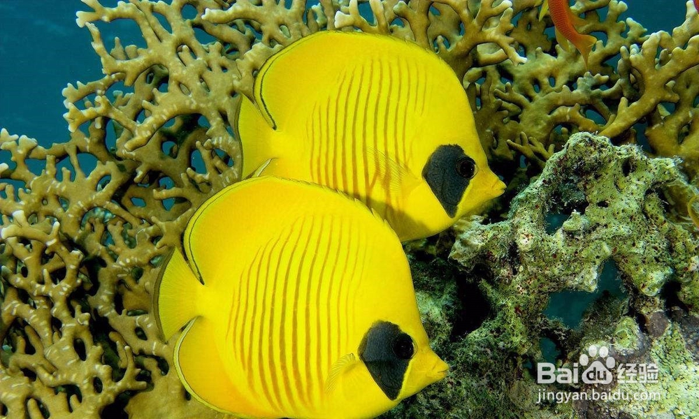 水混浊，有碍观赏怎么办