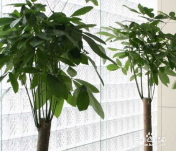 怎样养好幸福树