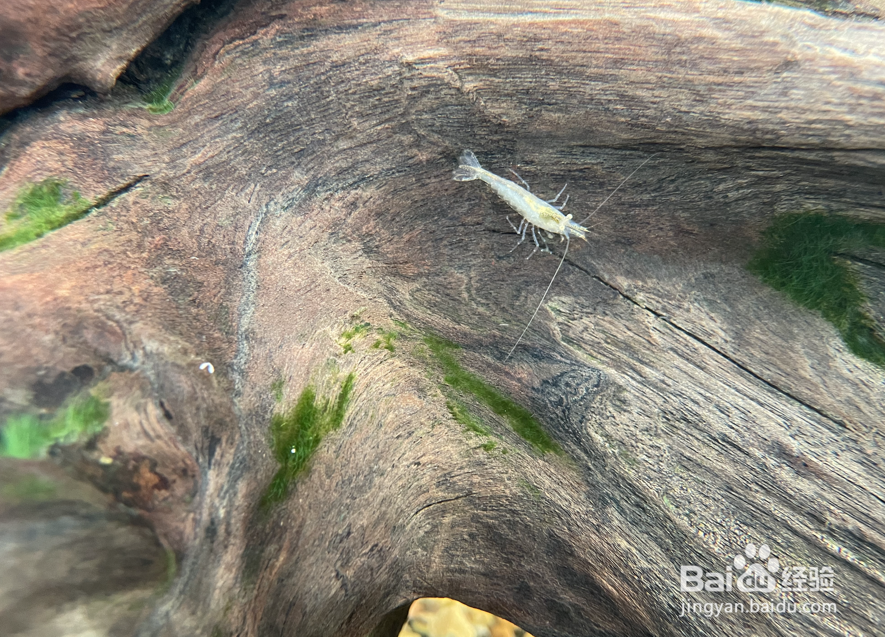 如何有效处理鱼缸爆藻