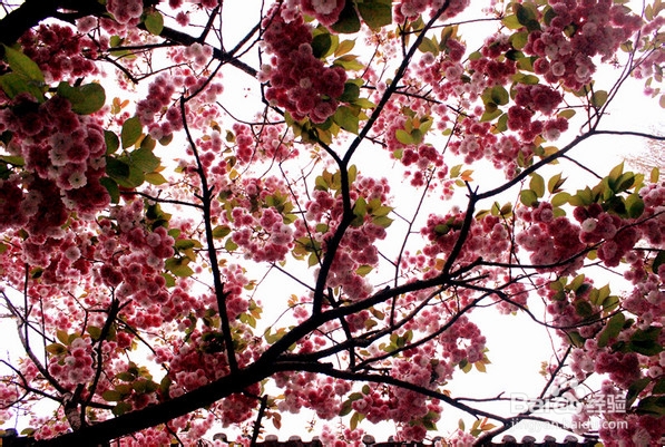 云彼天南,大研故事(一)