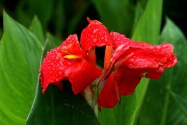 九月份有哪些花?