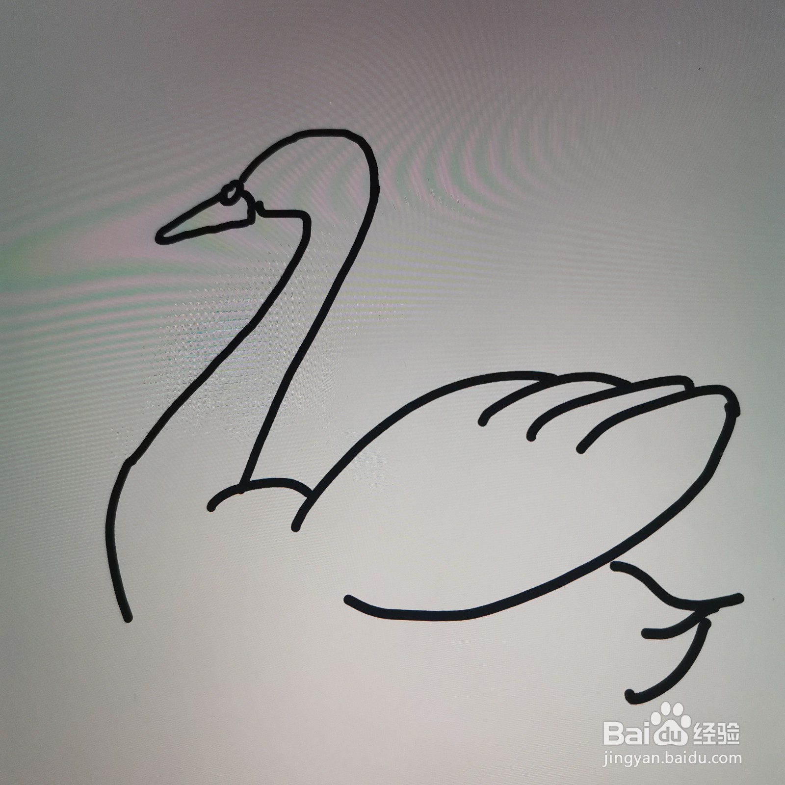 白天鹅简笔画怎么画