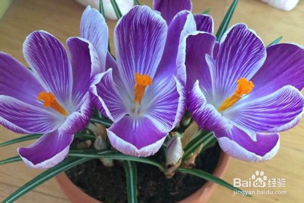 番红花种球种植方法