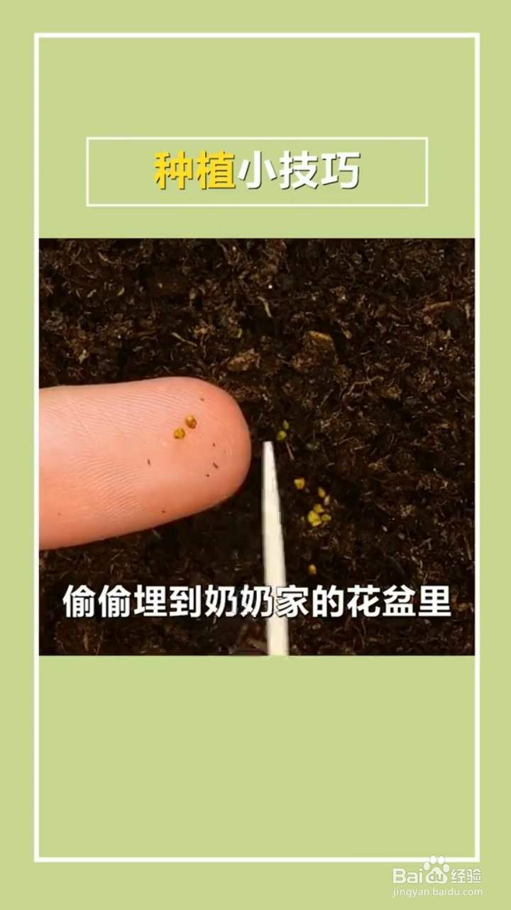 植物种植小妙招