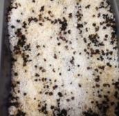 盐焗大虾怎么做好吃不腥