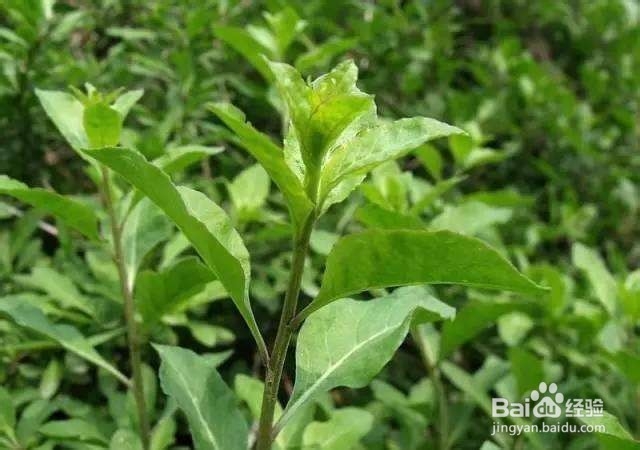 今年春天，不能再错过这些野菜