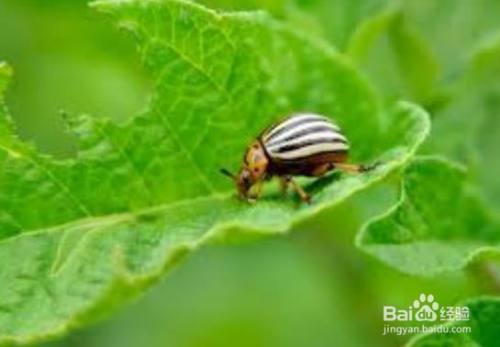 种的菜上面的小虫怎么去除 百度经验