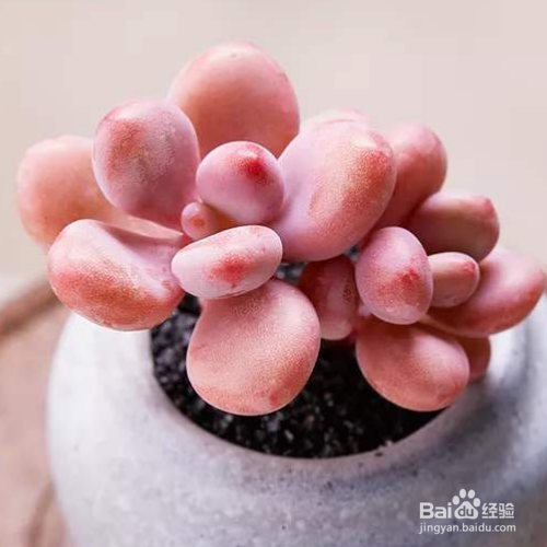 桃蛋该怎么养殖?