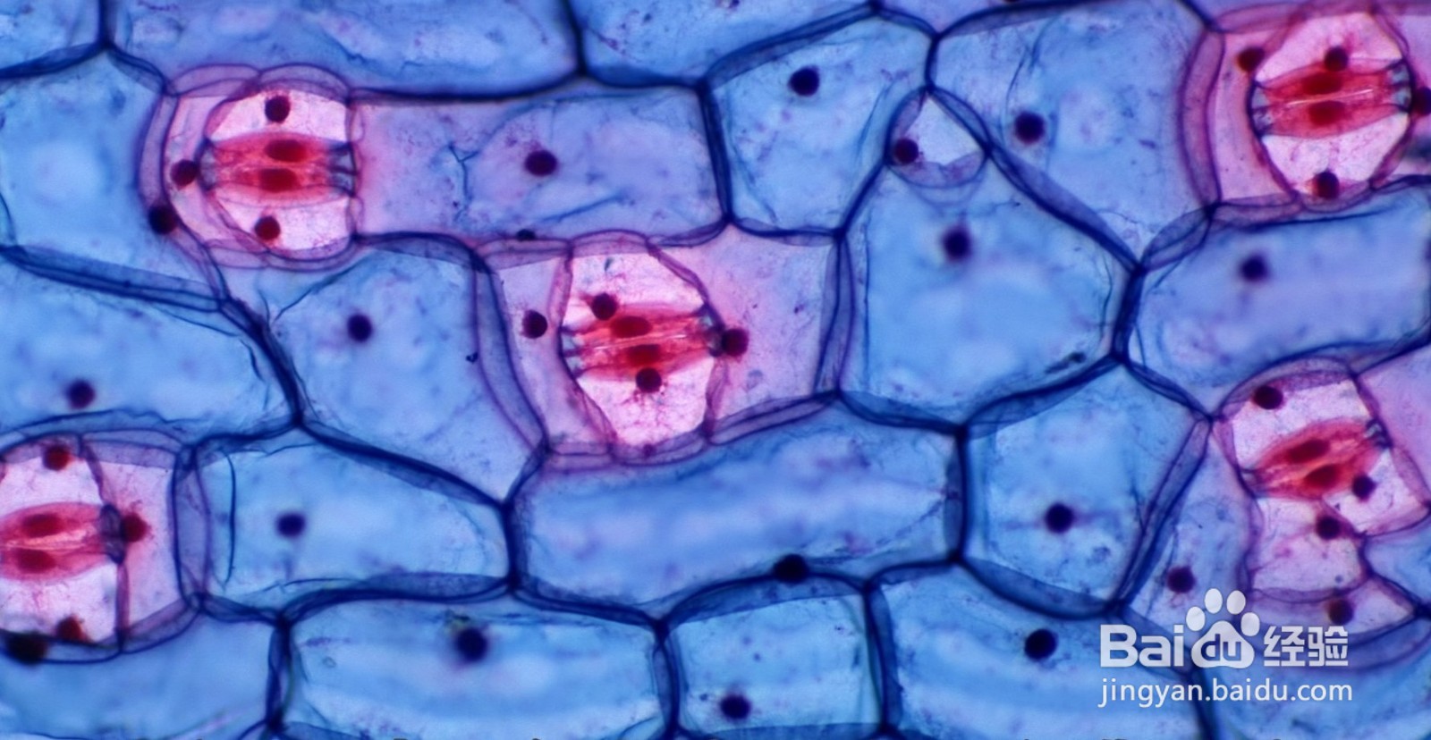 大白菜上有“黑点”还能吃吗?