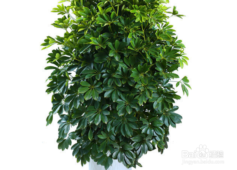 八方来财树怎么扦插