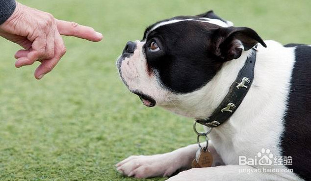 女不养狗,男不养猫是什么意思