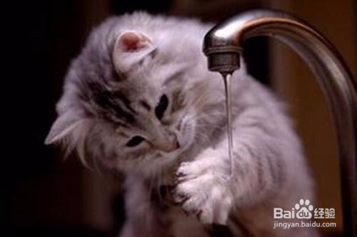 猫躲起来找不到了怎么办