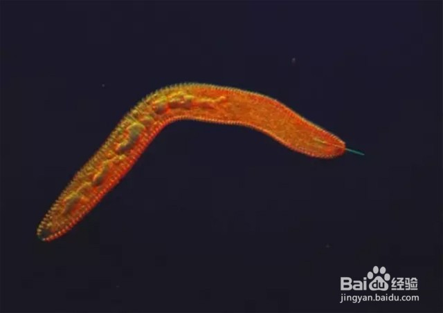 根线虫有什么危害？生姜的根结线虫怎么消灭？