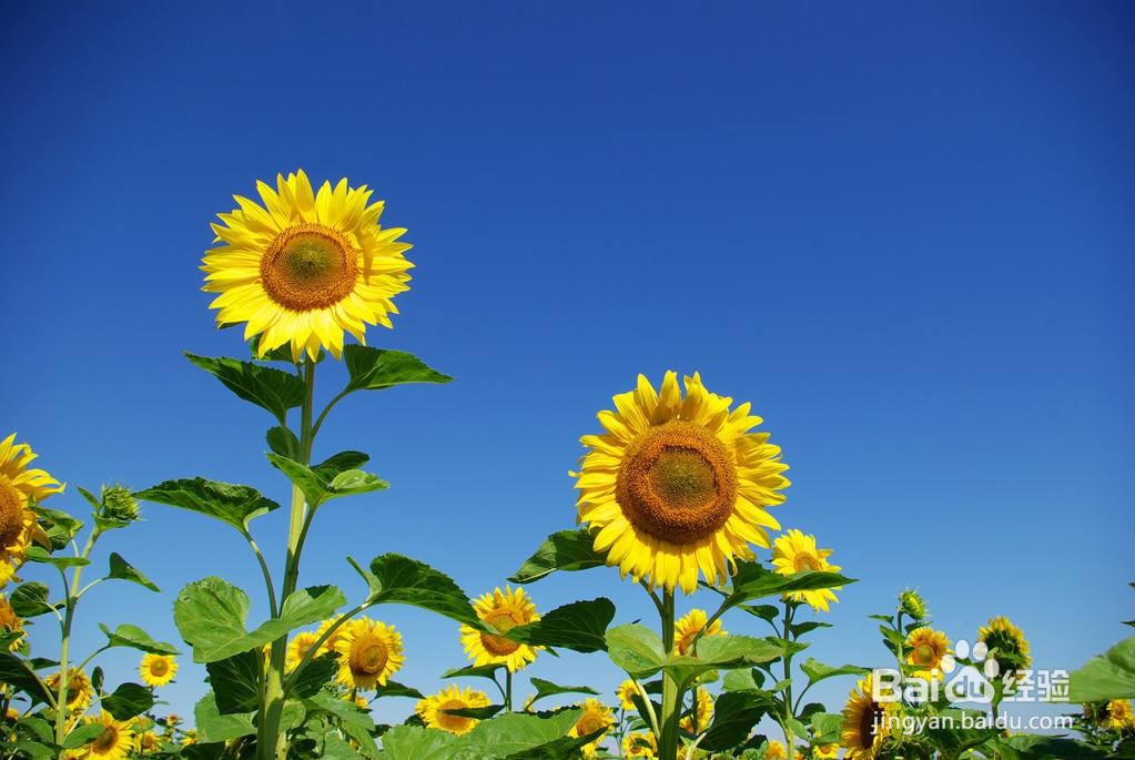 向日葵插水里要怎么养