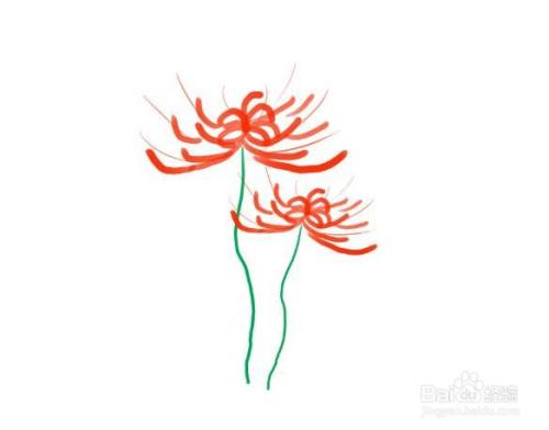 植物简笔画 怎么画彼岸花 百度经验 植物简笔画 怎么画彼岸花 百度经验