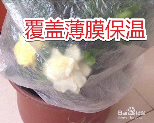 栀子花换盆后叶子全部干枯了怎么办