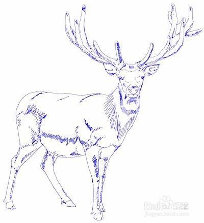如何画一只鹿——加菲的吃货生活