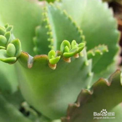 在家中该怎么养殖宽叶不死鸟?