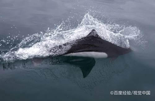 很团结 如果于弱小的座头鲸被虎鲸围攻的时候,附近座头鲸,都会及时