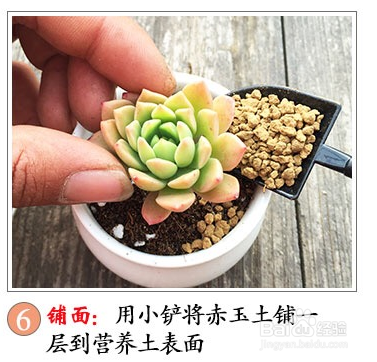 多肉的种植方法