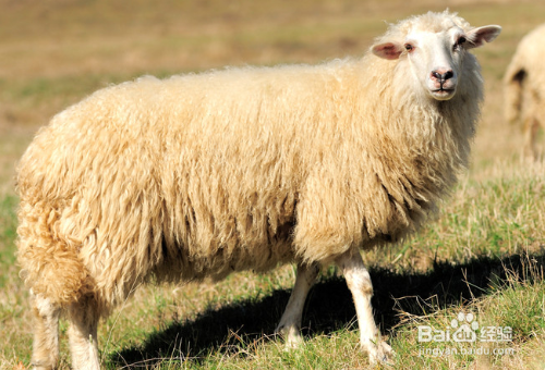 绵羊都是有哪些类型，应该怎么分辨？