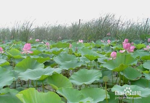 荷花如何种植与管理