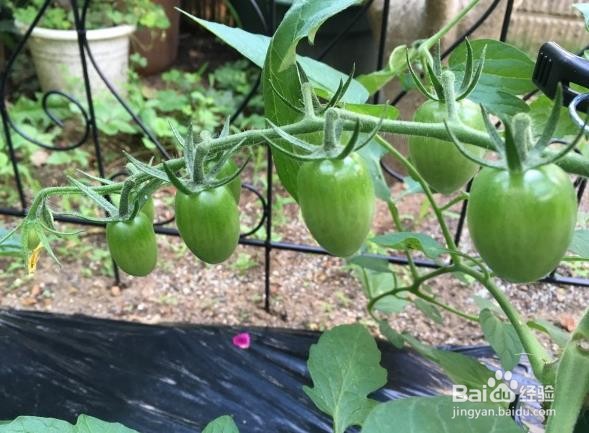 西红柿不红的原因