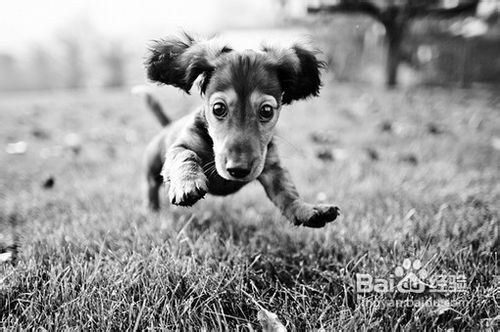 怎样避免狗狗患上CHD