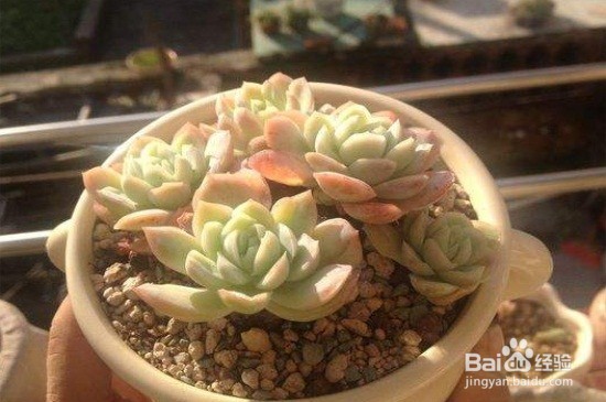 多肉植物应该怎么养？